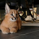 Naše kočky Serval, koťata Savannah F1 a Caracal jsou nyní k dispozici